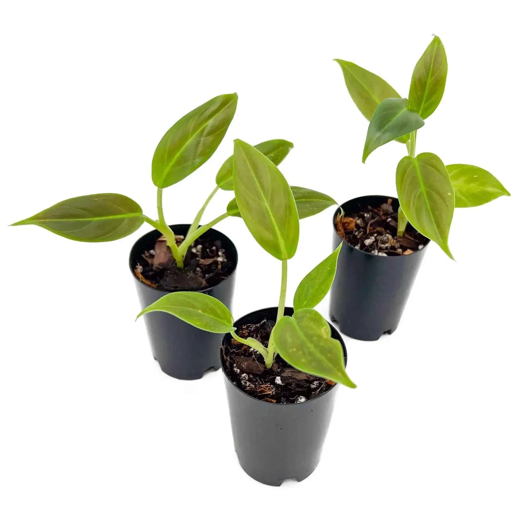 philodendron subhastatum propagation Buy Philodendron Subhastatum