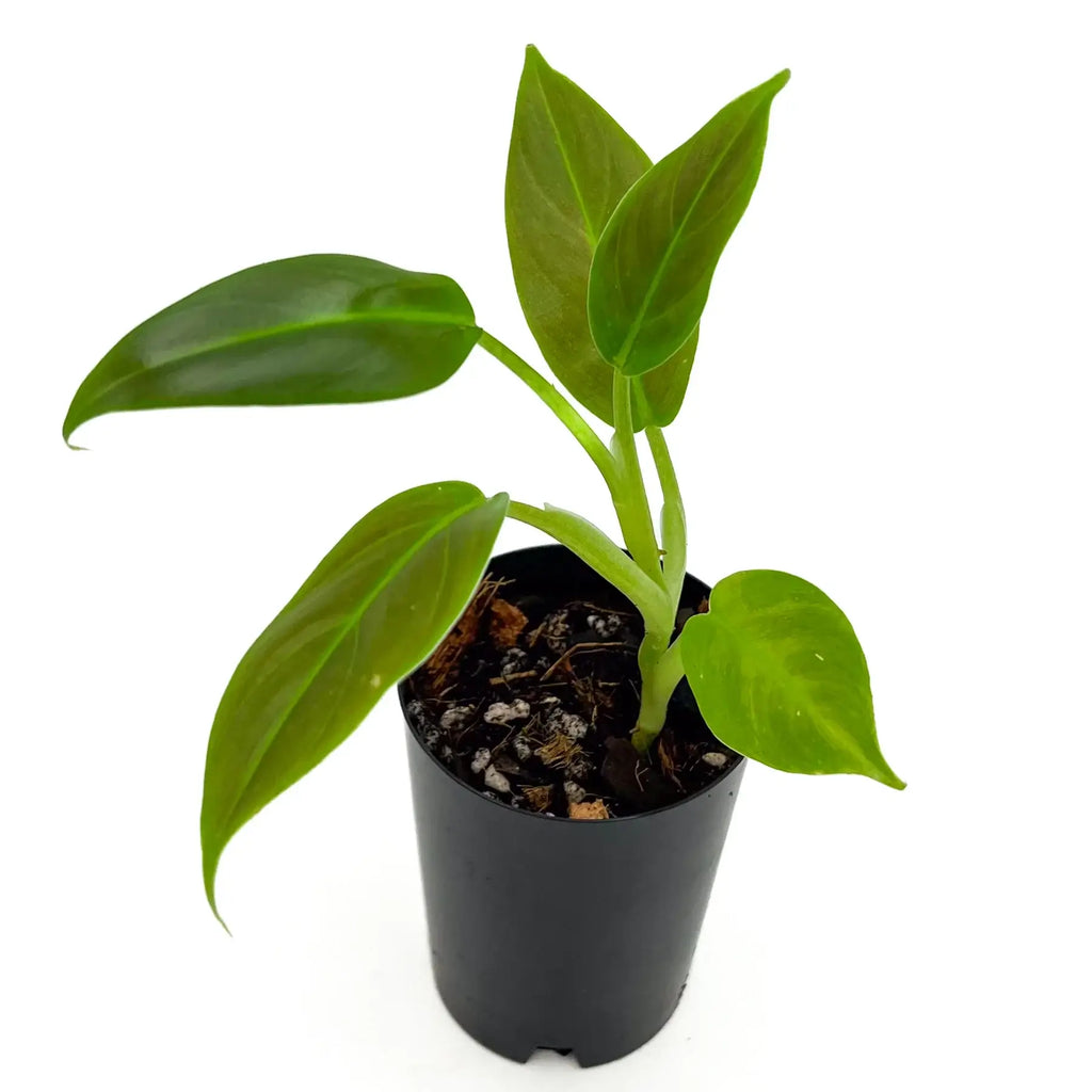 Philodendron Subhastatum | Indoor Plant | Chalet Boutique - Australia