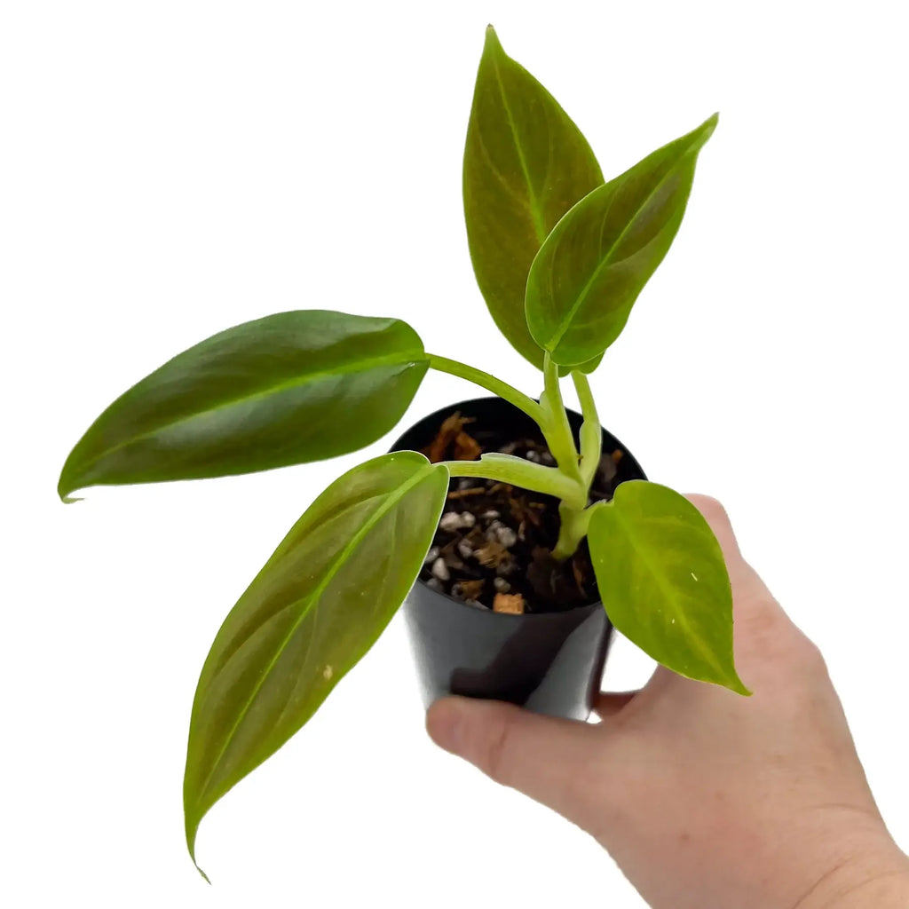 Philodendron Subhastatum | Indoor Plant | Chalet Boutique - Australia