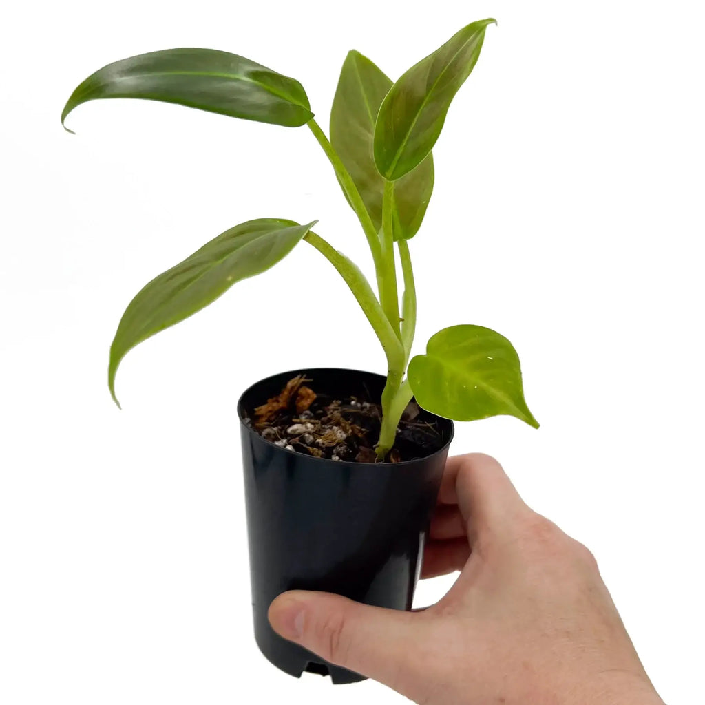 Philodendron Subhastatum | Indoor Plant | Chalet Boutique - Australia