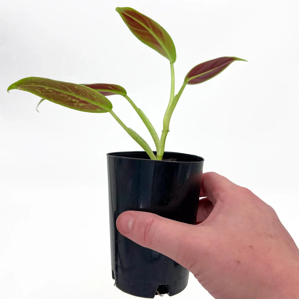 Philodendron Subhastatum | Indoor Plant | Chalet Boutique - Australia