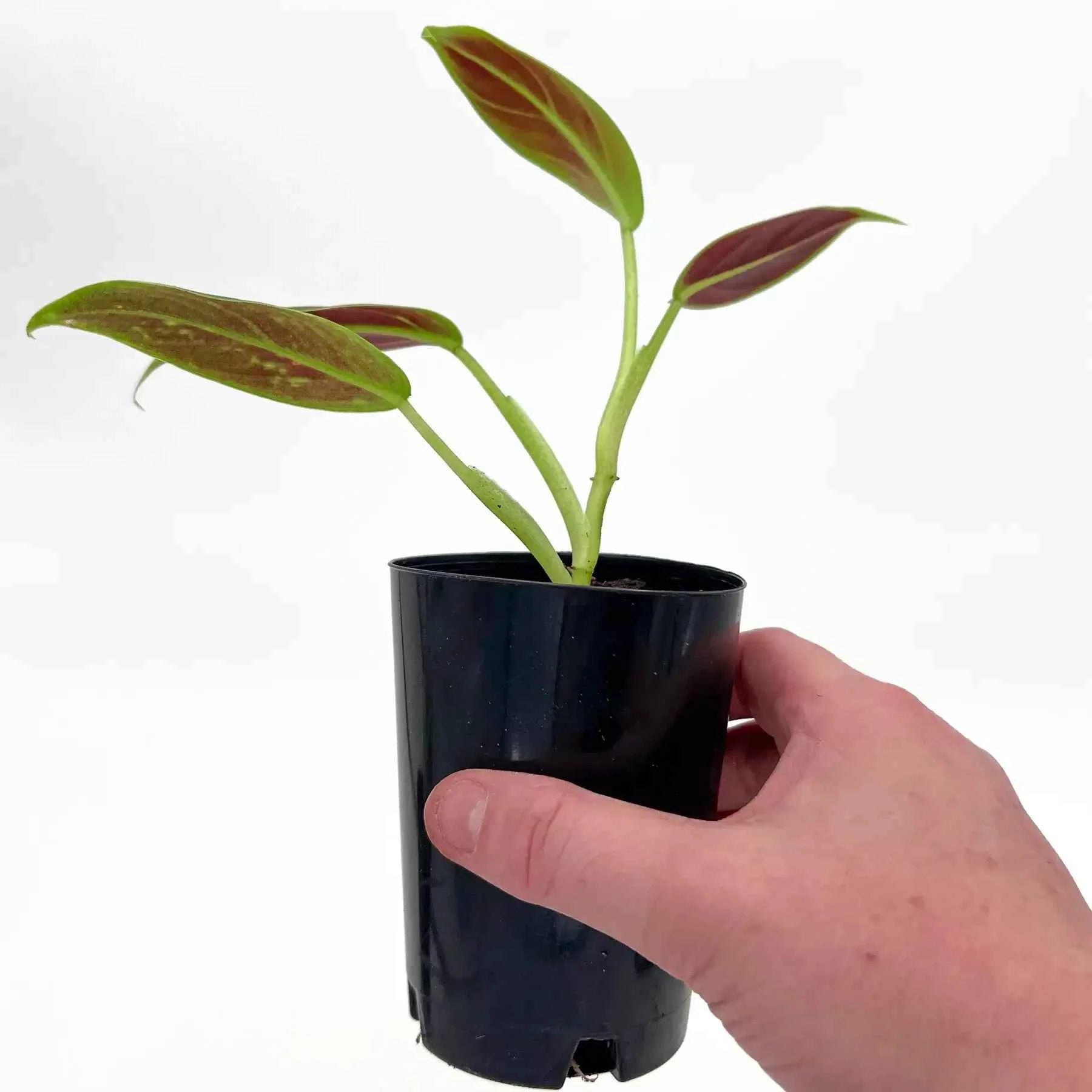 philodendron subhastatum propagation Buy Philodendron Subhastatum