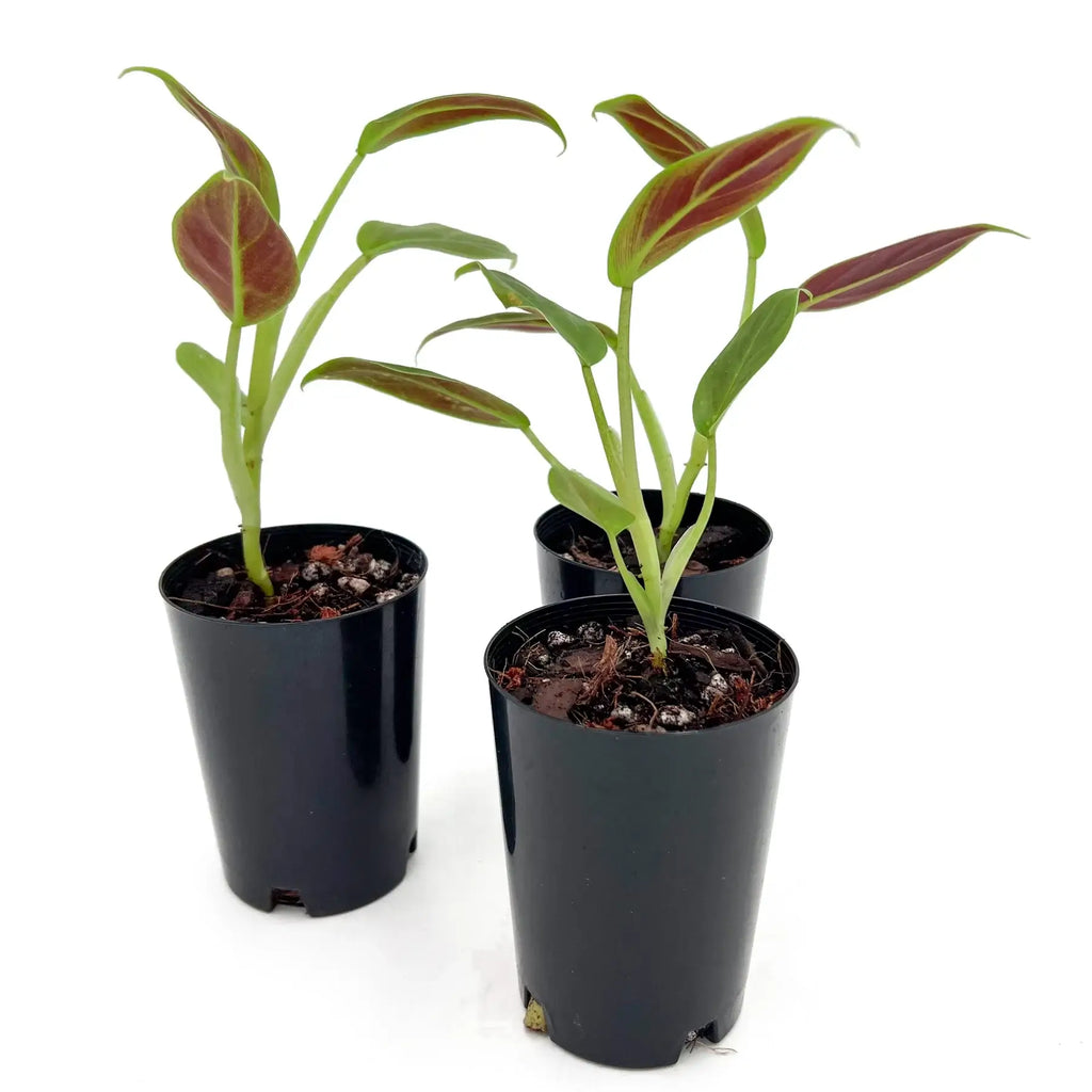 Philodendron Subhastatum | Indoor Plant | Chalet Boutique - Australia