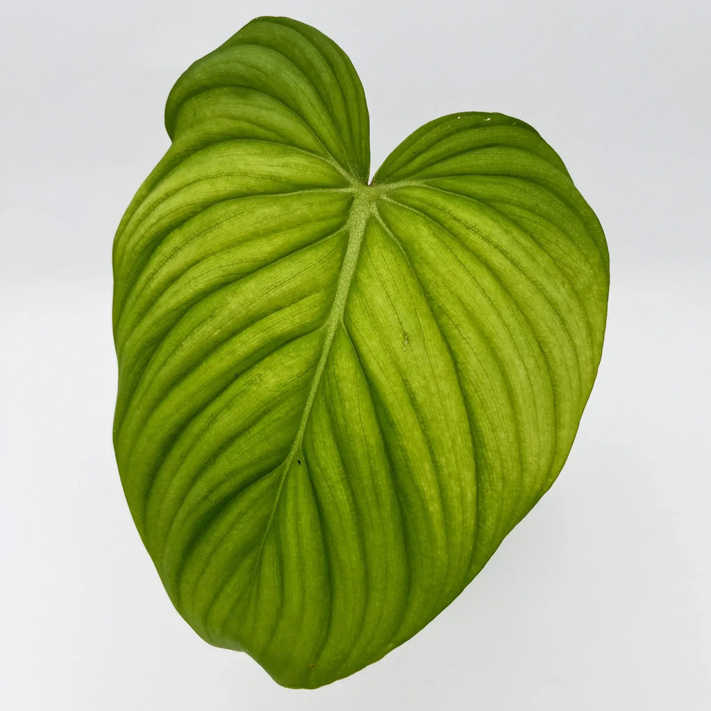 Philodendron Superb with large heart-shaped leaves, showcasing deep green veining. Buy unique indoor plants Australia from Chalet Boutique.