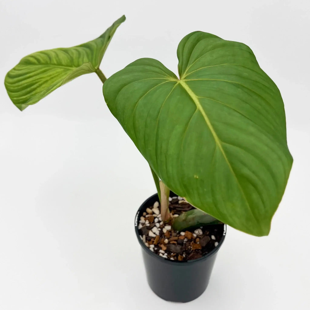 Philodendron Superb in black pot showcasing large heart-shaped leaves, perfect for indoor plant lovers. Chalet Boutique, Australia.