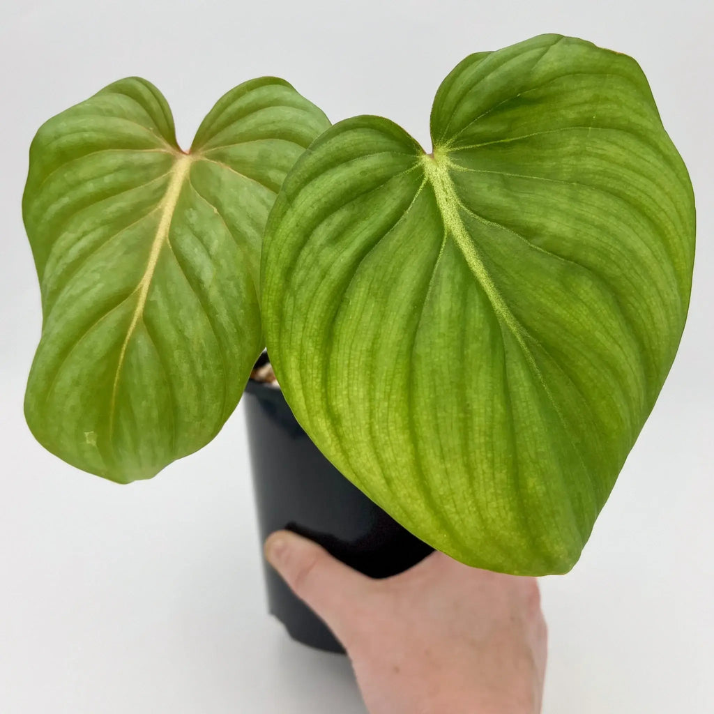 Philodendron Superb with large heart-shaped leaves showcasing deep green veining, perfect for indoor spaces. Chalet Boutique, Australia.