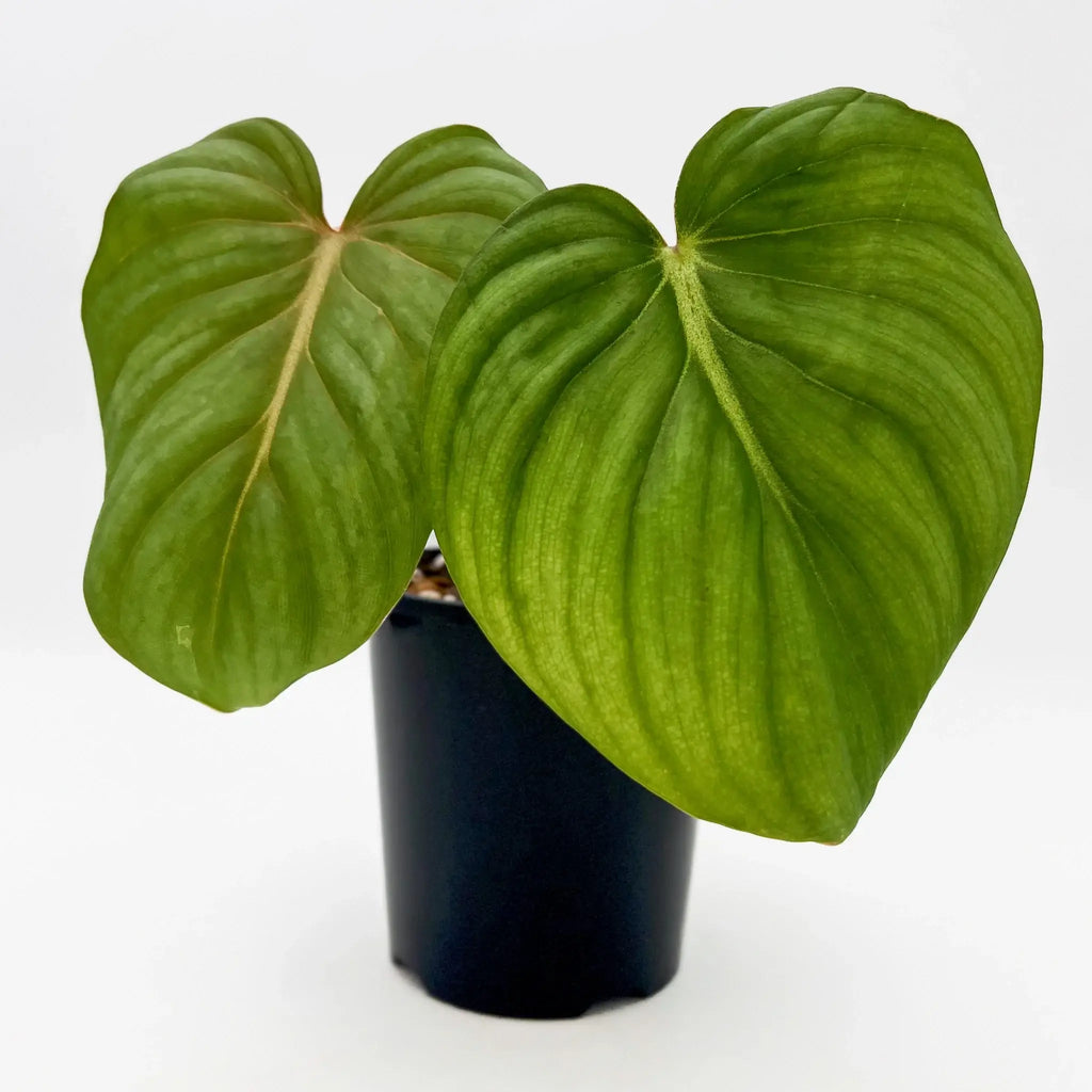 Philodendron Superb with large heart-shaped leaves, showcasing deep green veining. Unique indoor plant for sale at Chalet Boutique, Australia.