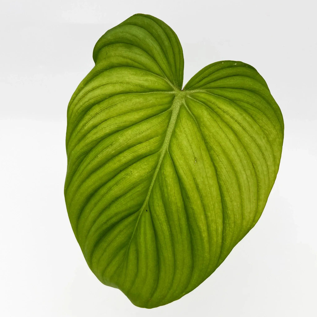 Large heart-shaped green leaf of Philodendron Superb, showcasing intricate veining. Buy rare indoor plants online at Chalet Boutique, Australia.