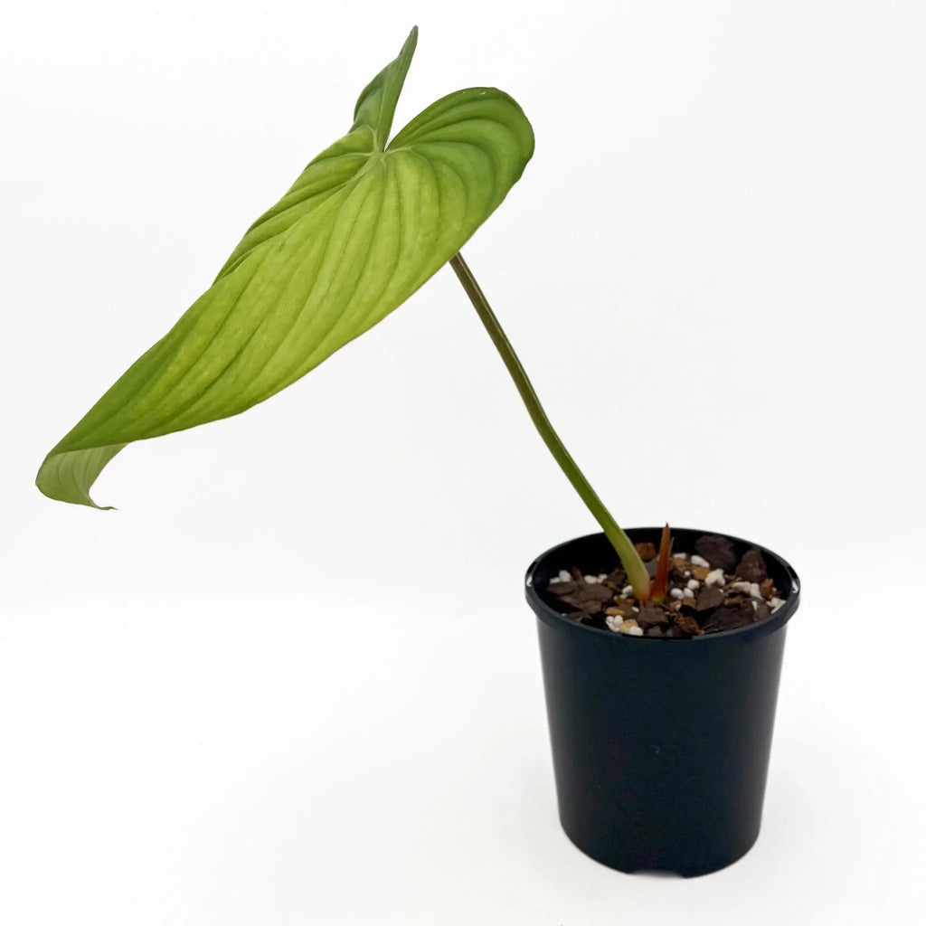 Philodendron Superb in a black pot showcasing large heart-shaped leaves, a unique indoor plant available at Chalet Boutique, Australia.