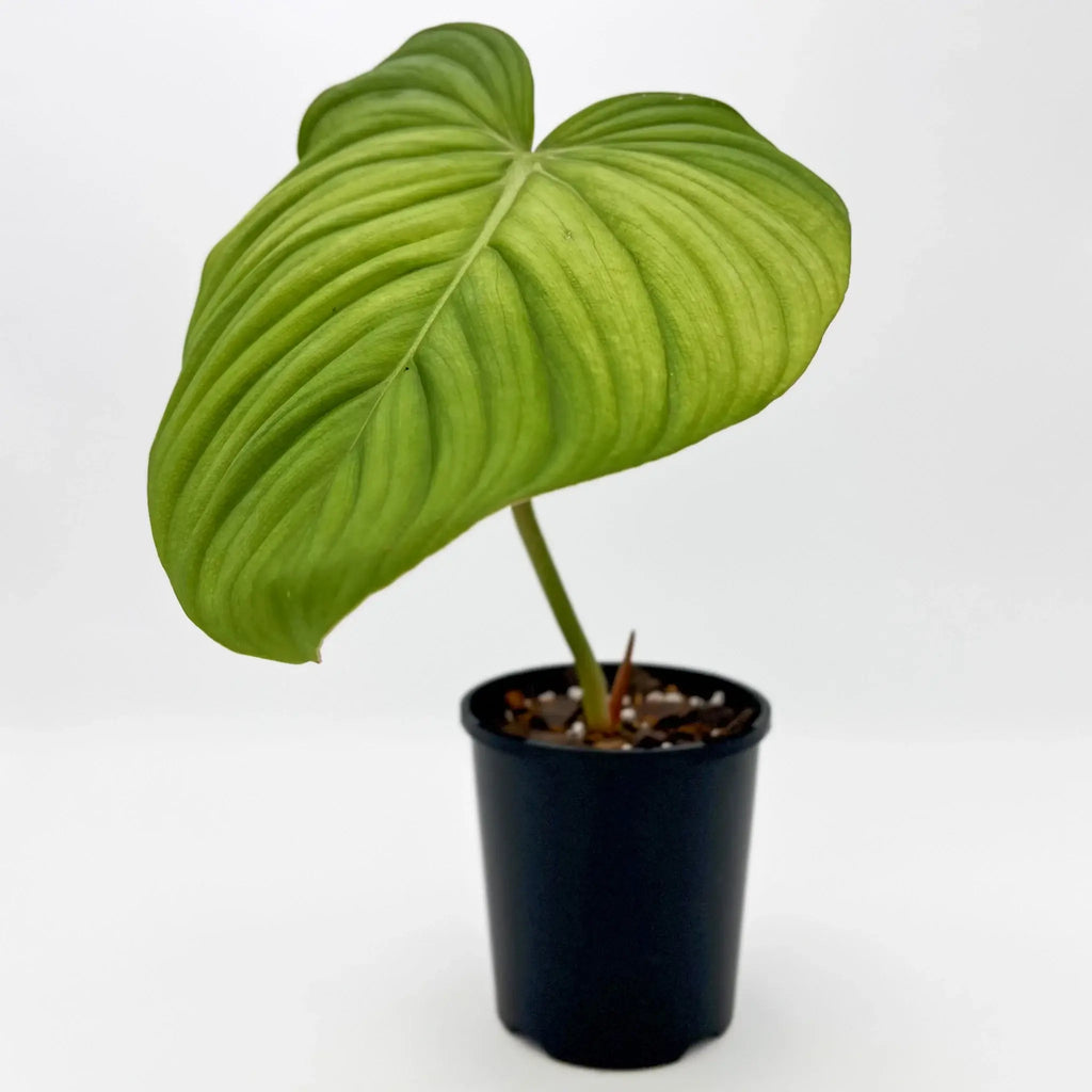 Philodendron Superb with large, heart-shaped leaves in a black pot, ideal rare indoor plant for sale at Chalet Boutique, Australia.