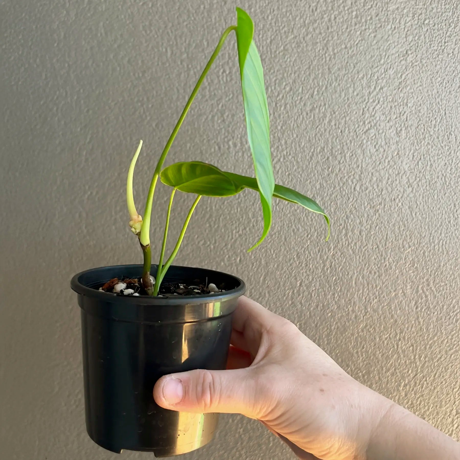 philodendron tenue mature Philodendron tenue Rare Indoor Plant Australia