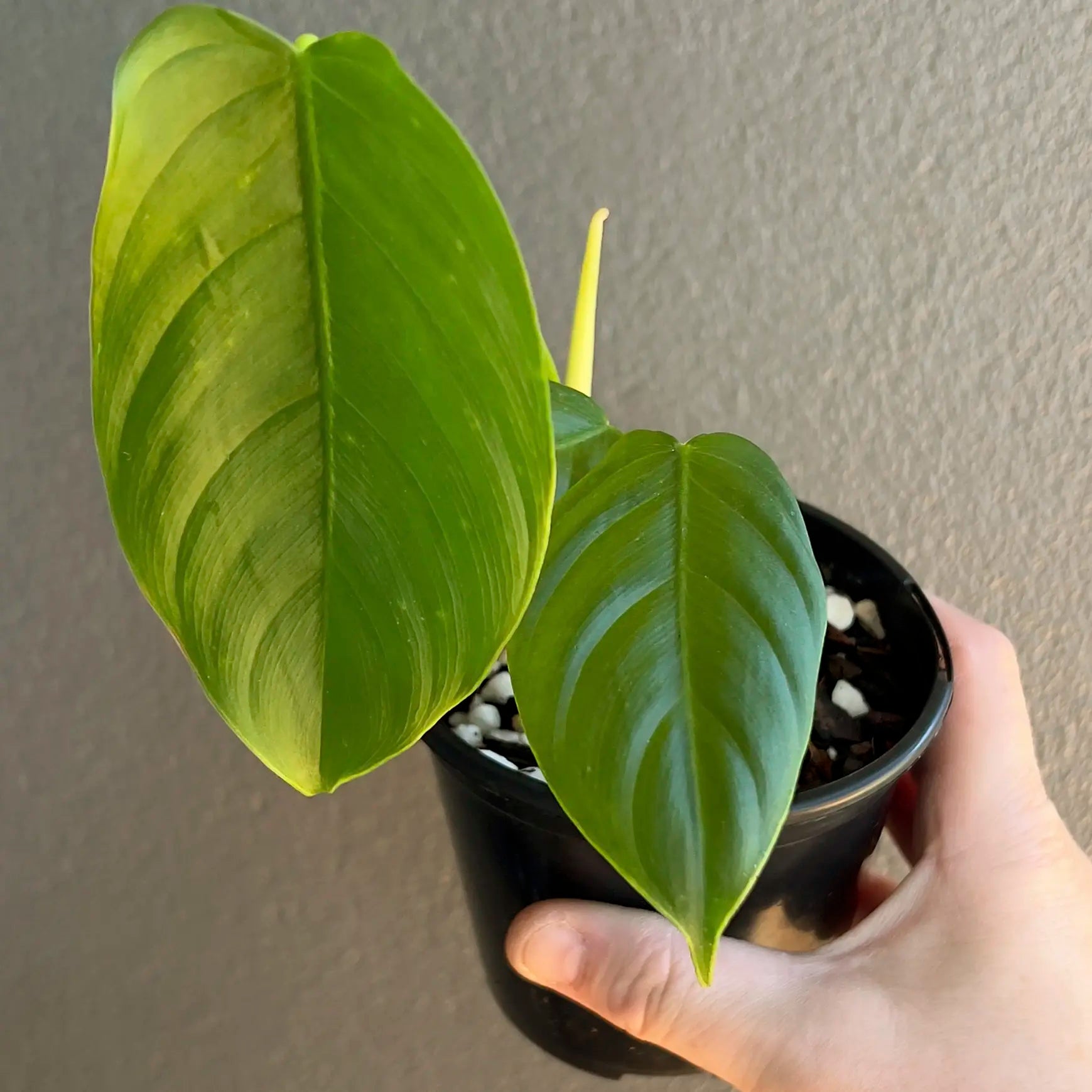 philodendron tenue long leaves Philodendron tenue Rare Indoor Plant Australia