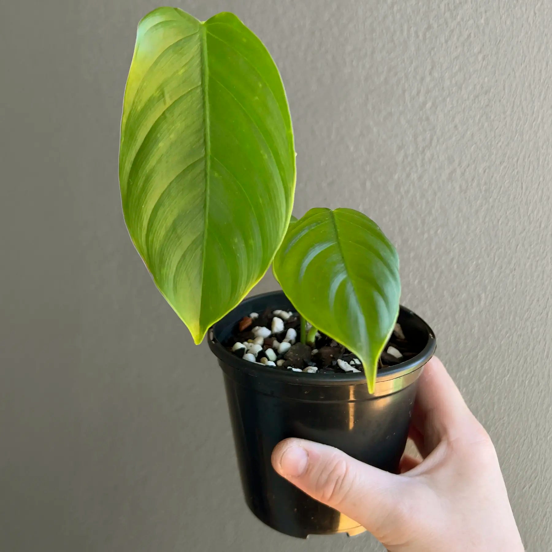 Philodendron tenue Rare Indoor Plant Australia