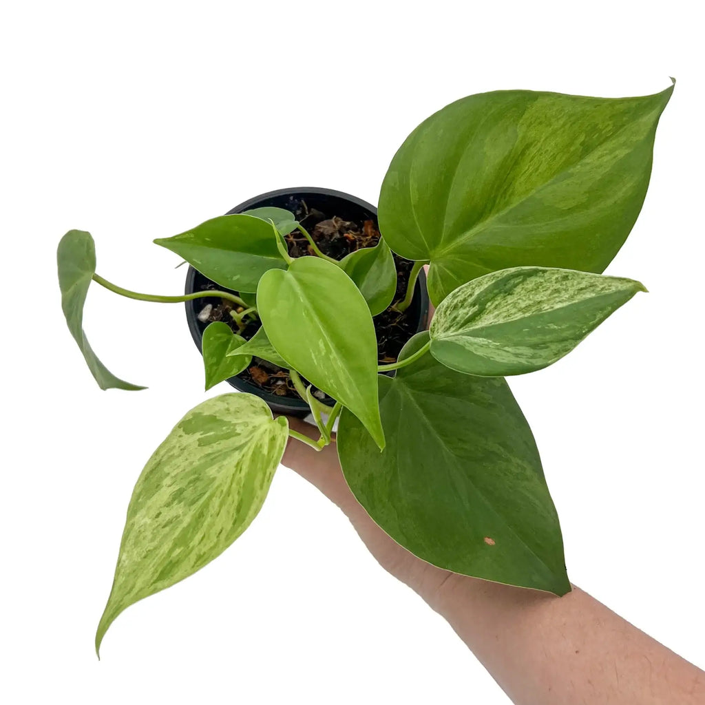 Philodendron hederaceum 'Variegated Heart Leaf' in a hand, showcasing glossy green and creamy white variegated leaves. Chalet Boutique, Australia.