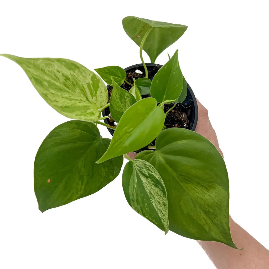 Variegated Heart Leaf Philodendron in a hand, showcasing heart-shaped leaves and creamy white patterns. Chalet Boutique, Australia.