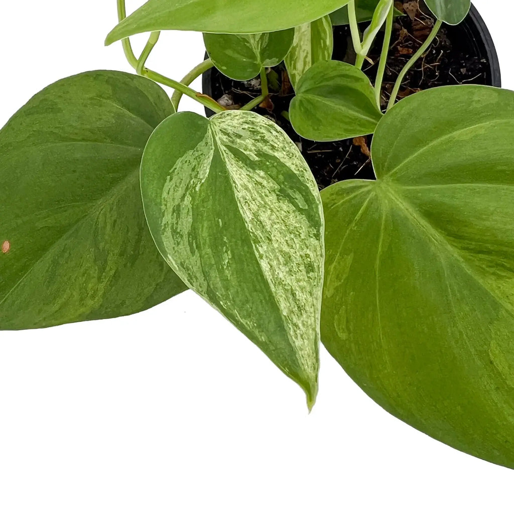 Variegated heart-shaped leaves of Philodendron hederaceum in glossy green and cream patterns, perfect for indoor gardening. Chalet Boutique, Australia.