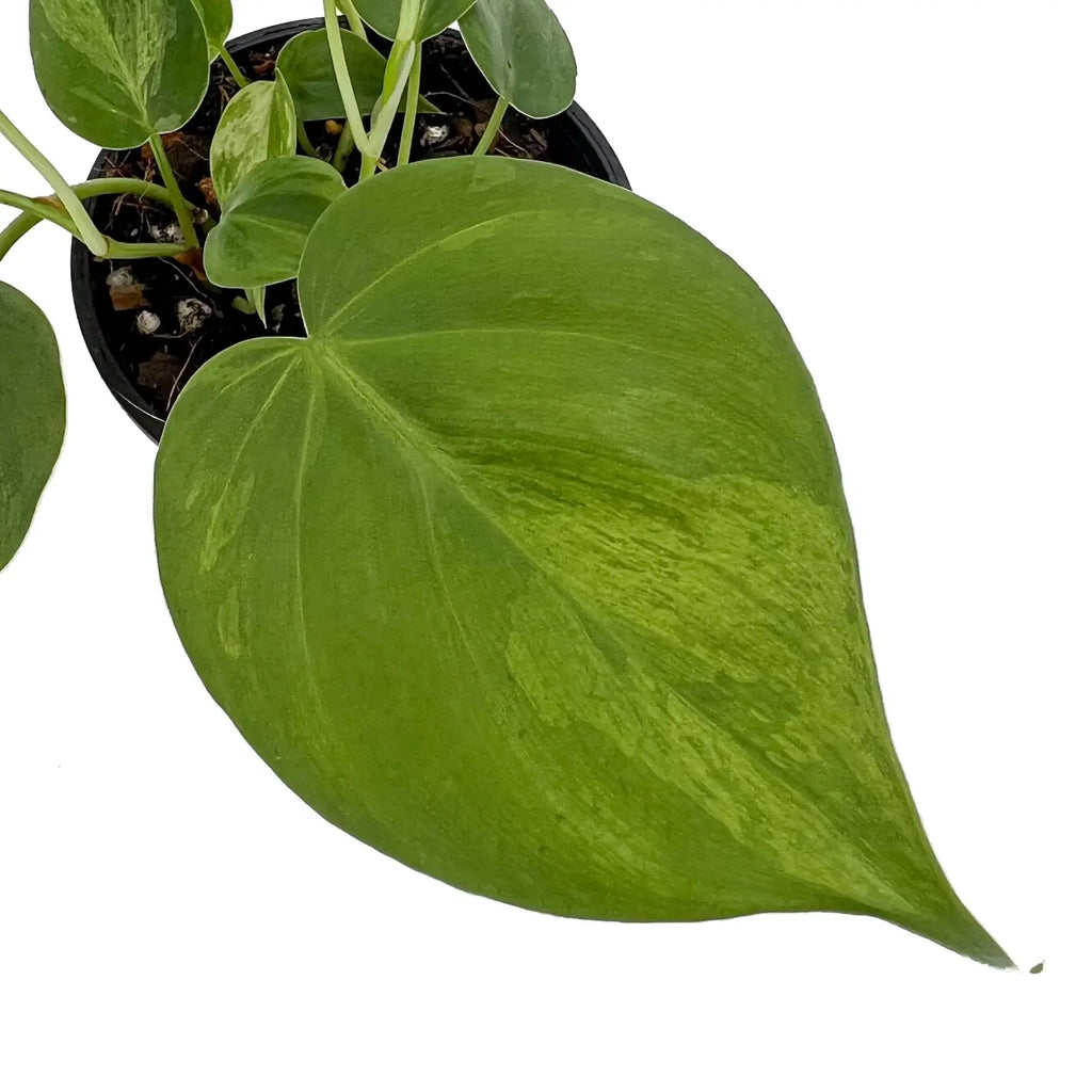 Variegated Heart Leaf Philodendron showcasing glossy green leaves with creamy white patterns, available at Chalet Boutique, Australia.