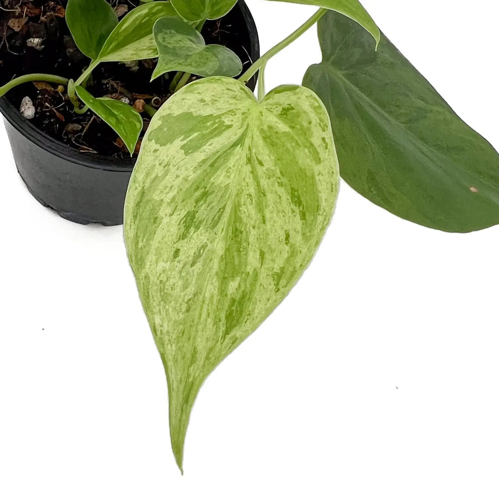 Philodendron hederaceum 'Variegated Heart Leaf' with glossy green and creamy white variegated leaves, perfect for indoor plants. Chalet Boutique, Australia.