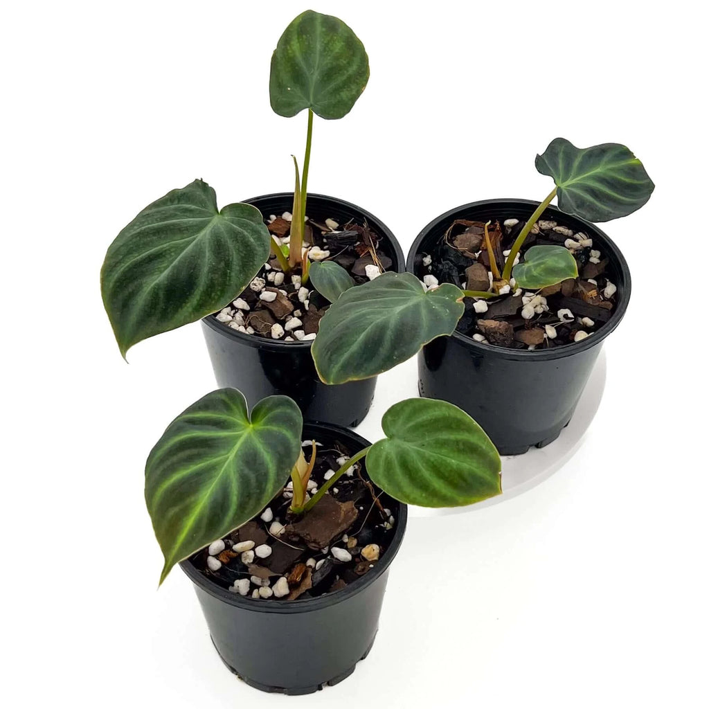 Philodendron verrucosum (Dark) | Indoor Plant | Chalet Boutique - Australia