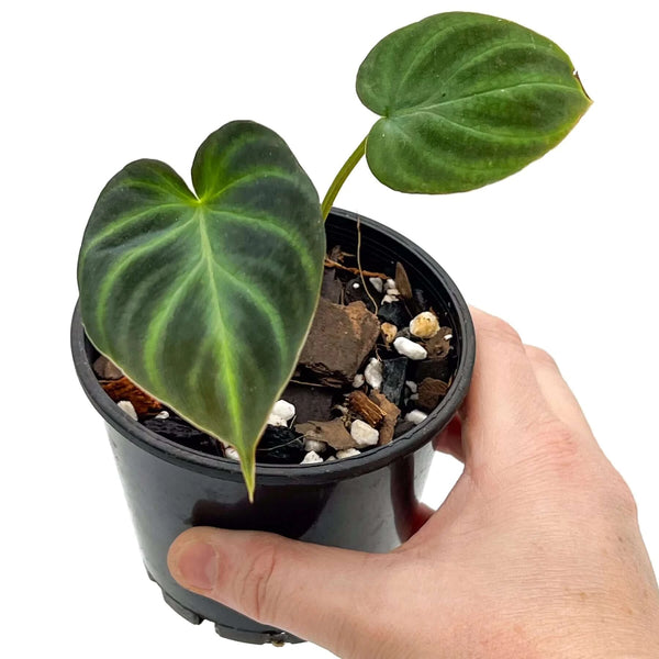 philodendron verrucosum dark form Buy Philodendron Verrucosum (Dark) Online