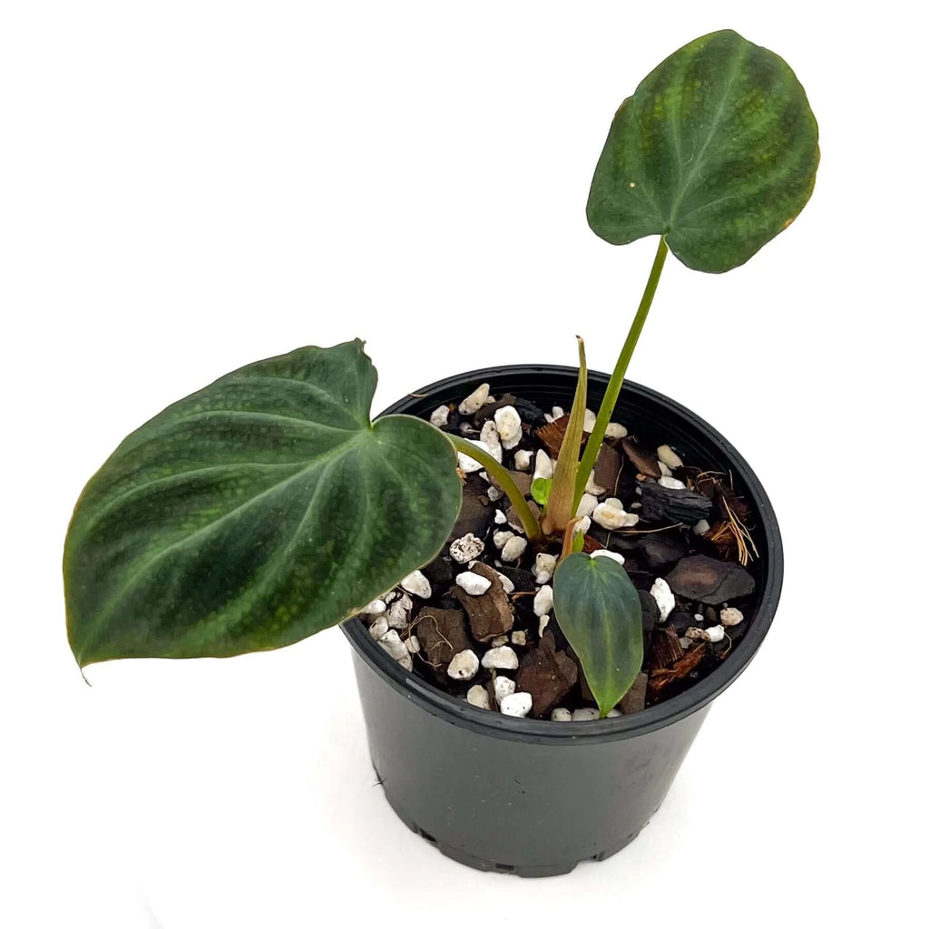 Philodendron verrucosum (Dark) | Indoor Plant | Chalet Boutique - Australia