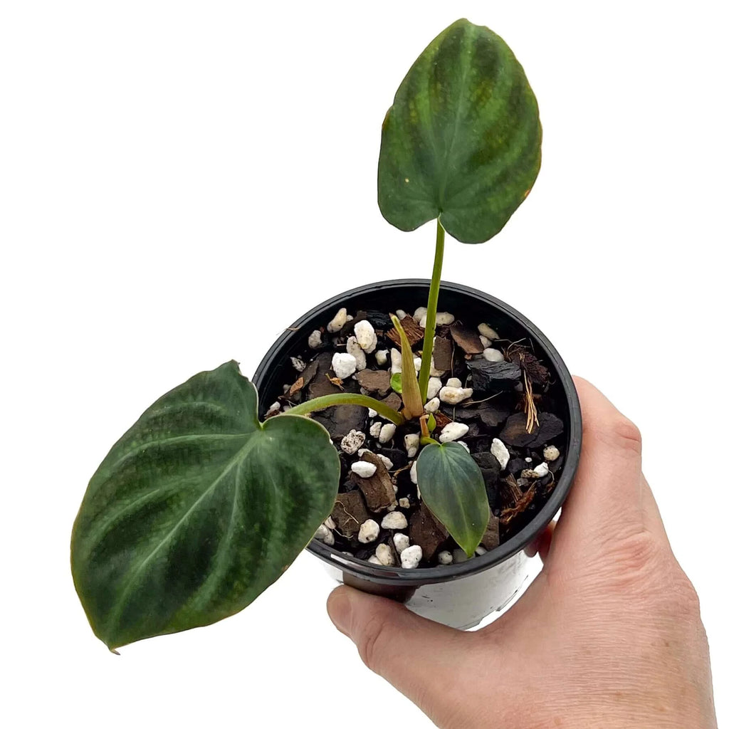 Philodendron verrucosum (Dark) | Indoor Plant | Chalet Boutique - Australia