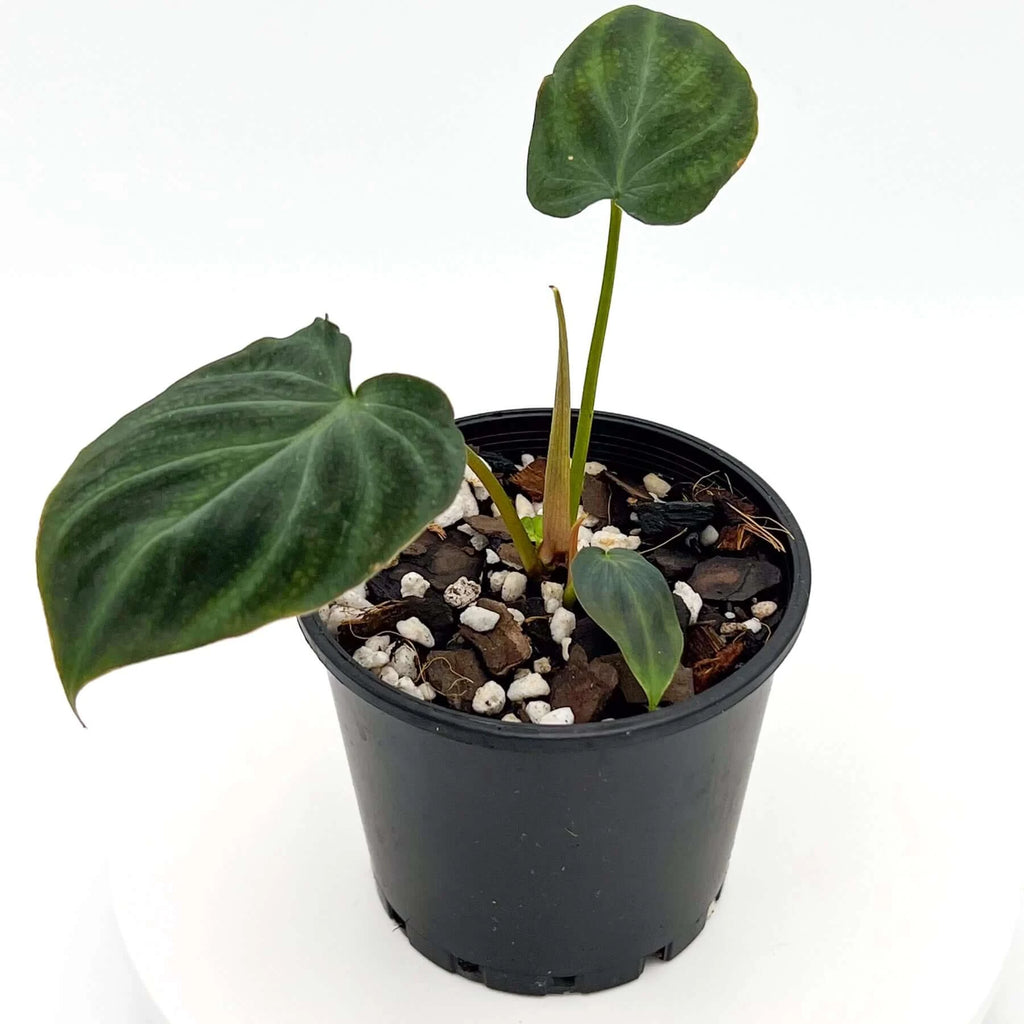 Philodendron verrucosum (Dark) | Indoor Plant | Chalet Boutique - Australia