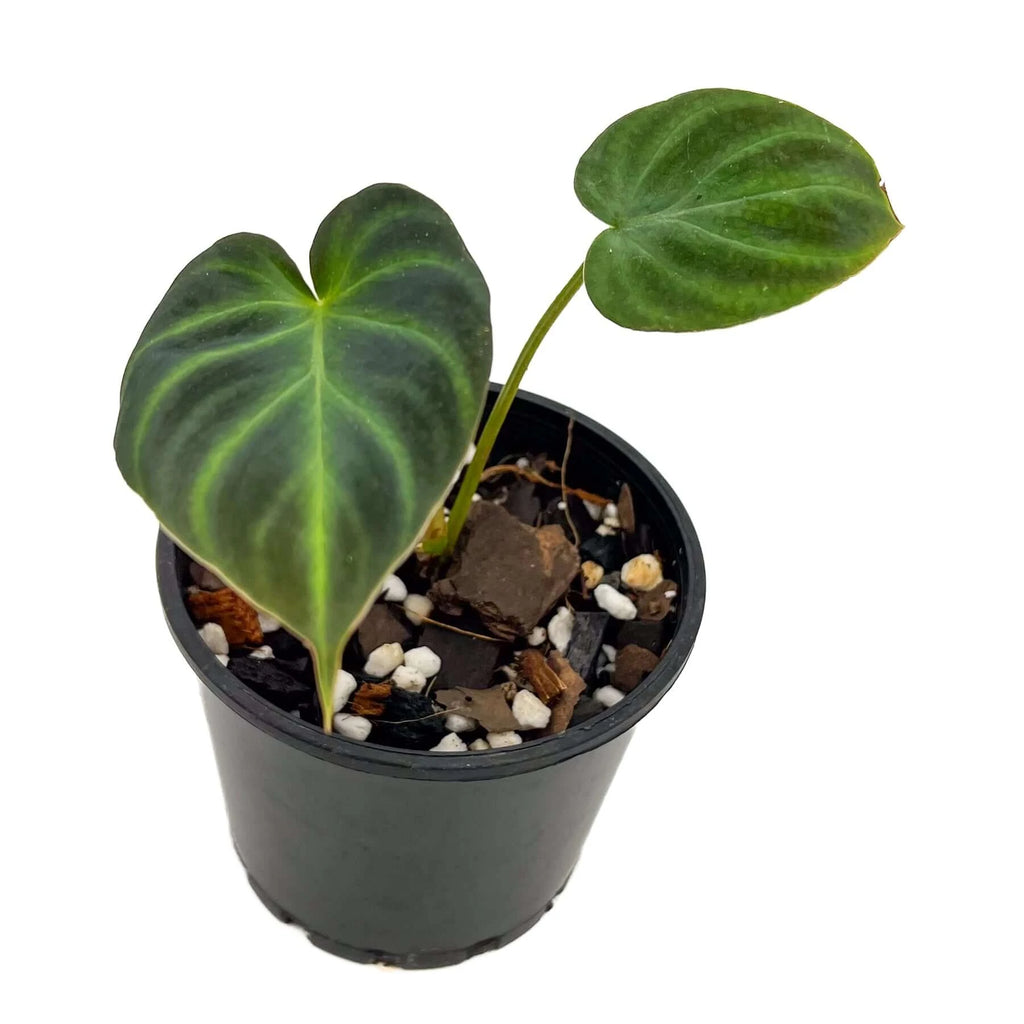 Philodendron verrucosum (Dark) | Indoor Plant | Chalet Boutique - Australia