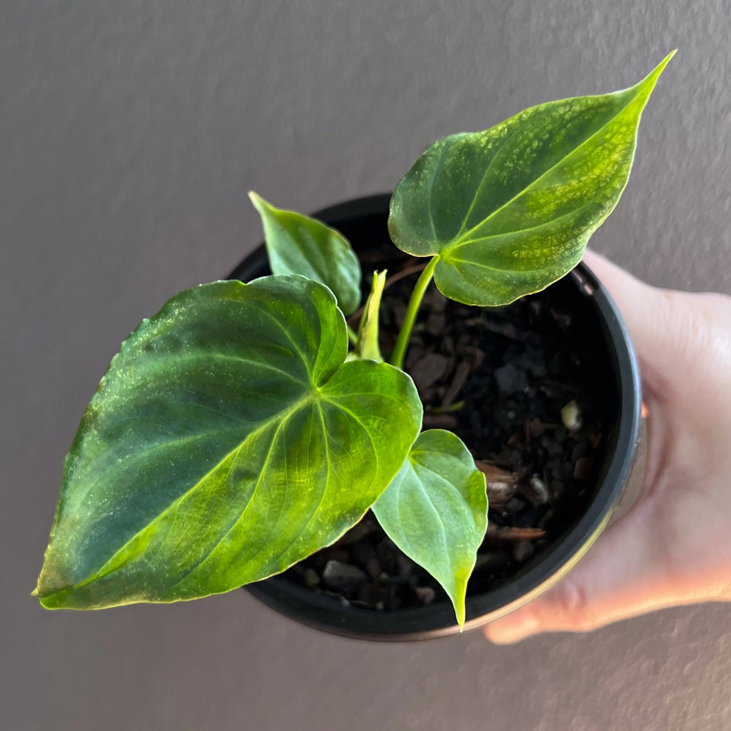 Philodendron verrucosum close up of a mature leaf highlighting the velvety texture and bold veins.