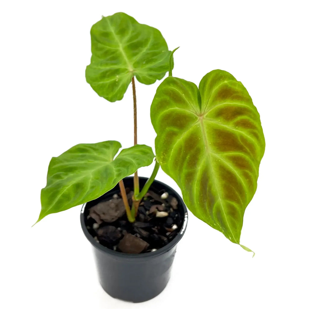 Philodendron verrucosum in black pot, showcasing heart-shaped green leaves with prominent veining, perfect for indoor gardens. Chalet Boutique, Australia.