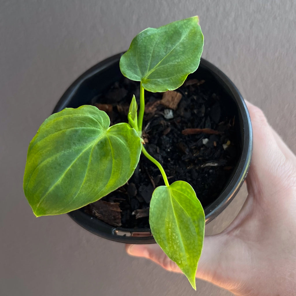 Philodendron verrucosum side angle showing upright growth and the plant’s signature heart shaped foliage.