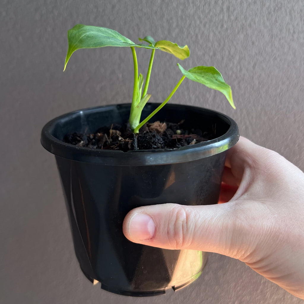 Philodendron verrucosum young plant held in hand to show size and early leaf colour.