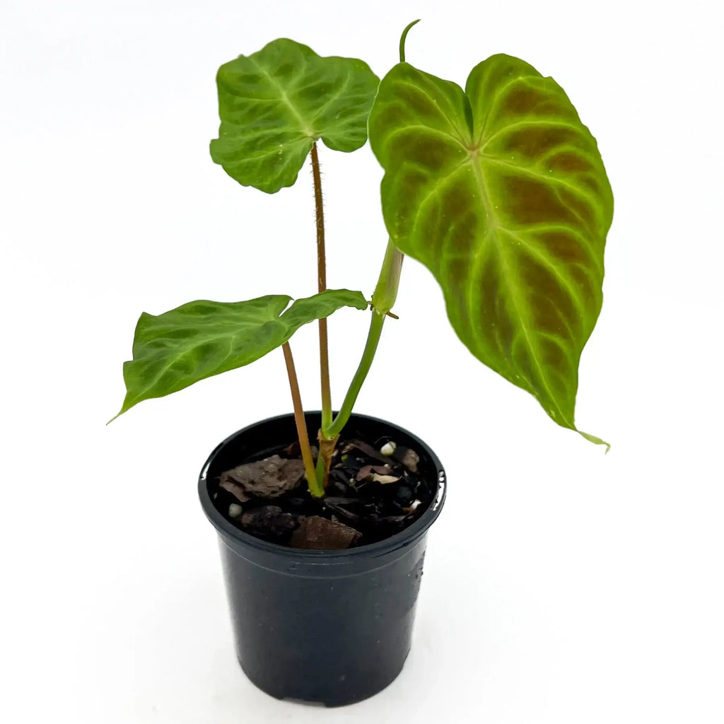 Philodendron verrucosum with velvet-textured green leaves in a black pot, perfect for indoor plant enthusiasts. Chalet Boutique, Australia.