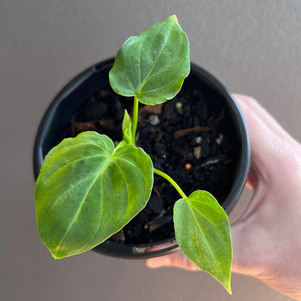 Philodendron verrucosum top view displaying multiple velvety leaves in rich green tones.