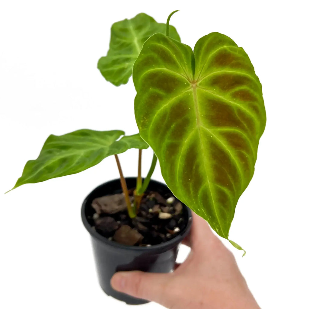 Philodendron verrucosum in a black pot showcasing large, deep green, heart-shaped leaves with prominent veining. Chalet Boutique, Australia.