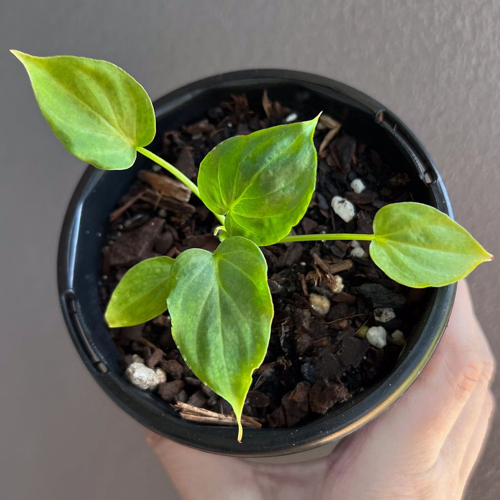Philodendron verrucosum leaf underside showing red tones and fine hairs along the veins.