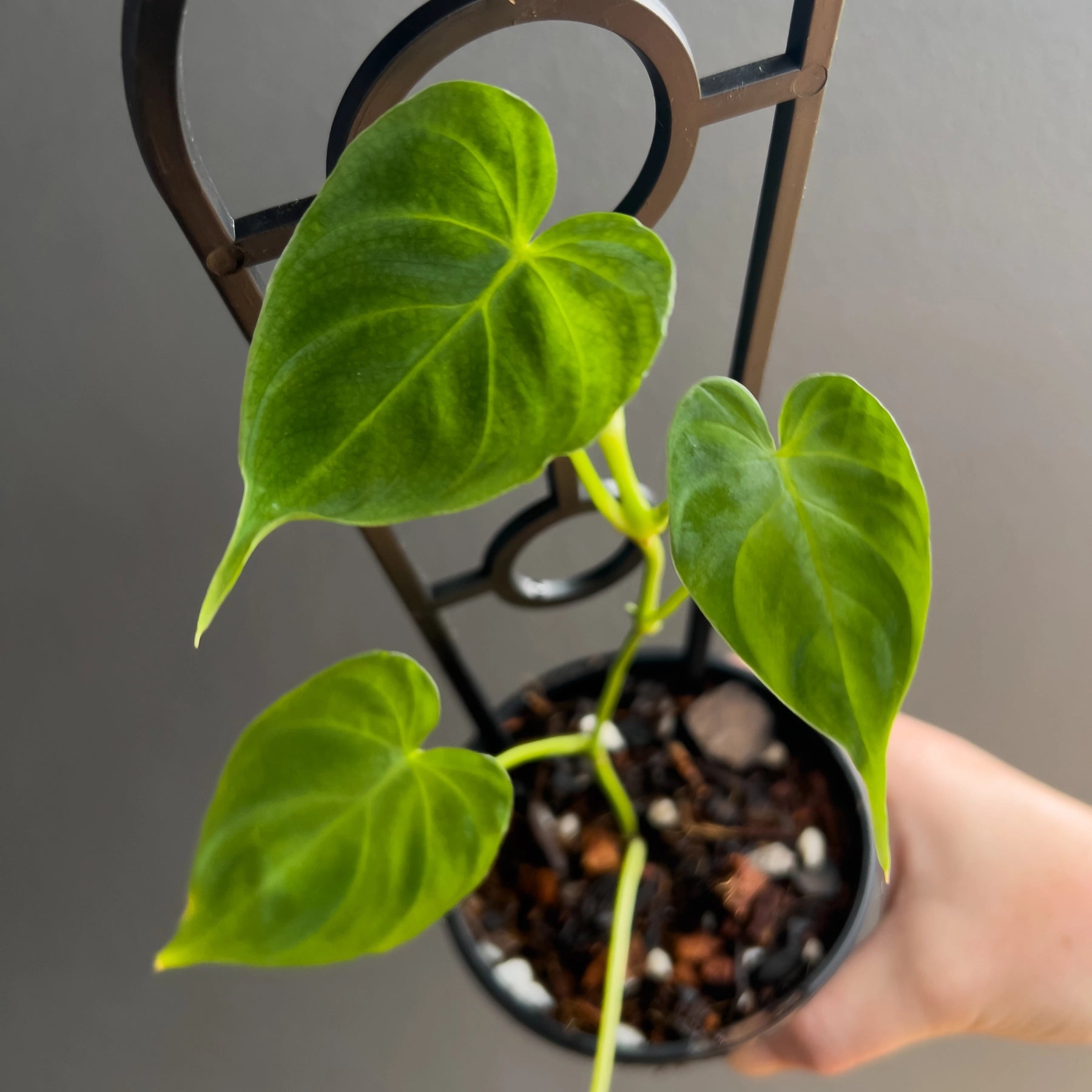 philodendron verrucosum for sale australia Buy Philodendron Verrucosum