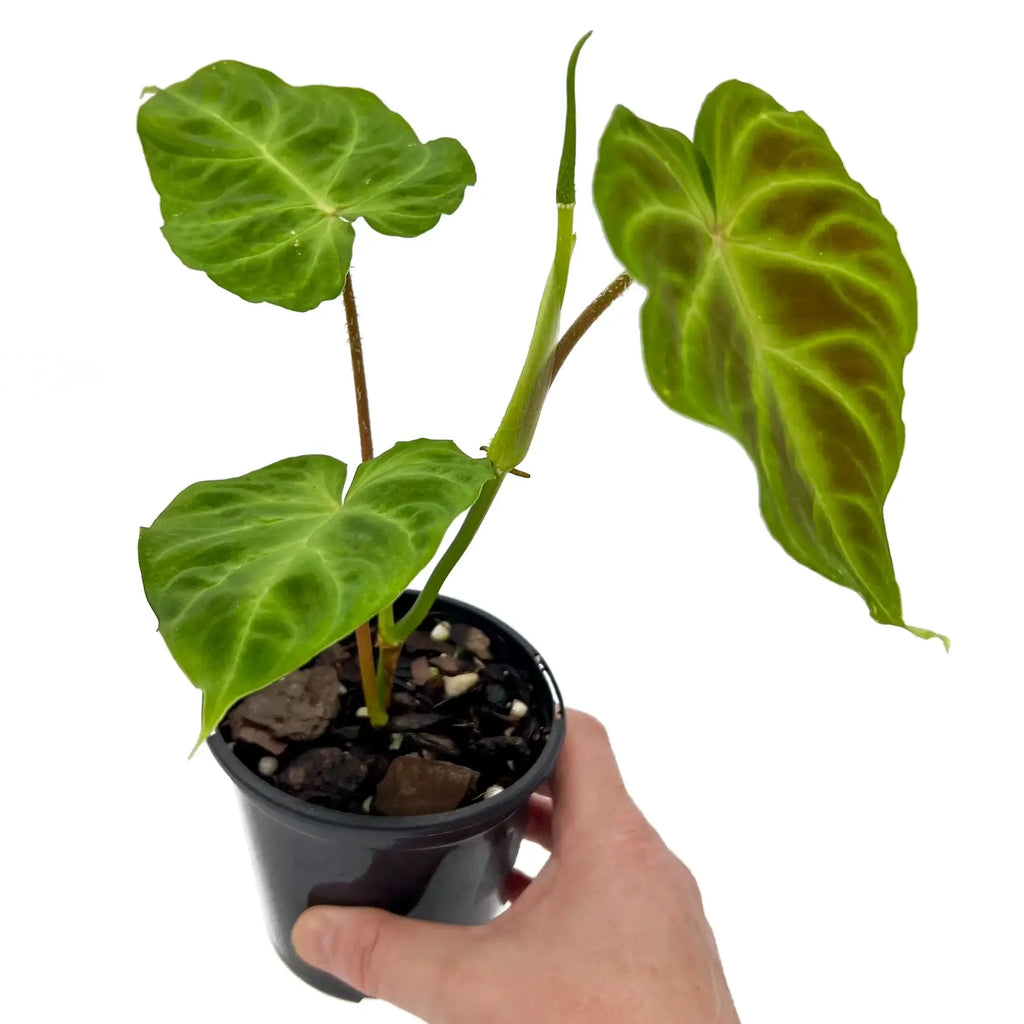 Philodendron verrucosum in a black pot, showcasing heart-shaped leaves and prominent veining, perfect for indoor settings. Chalet Boutique, Australia.