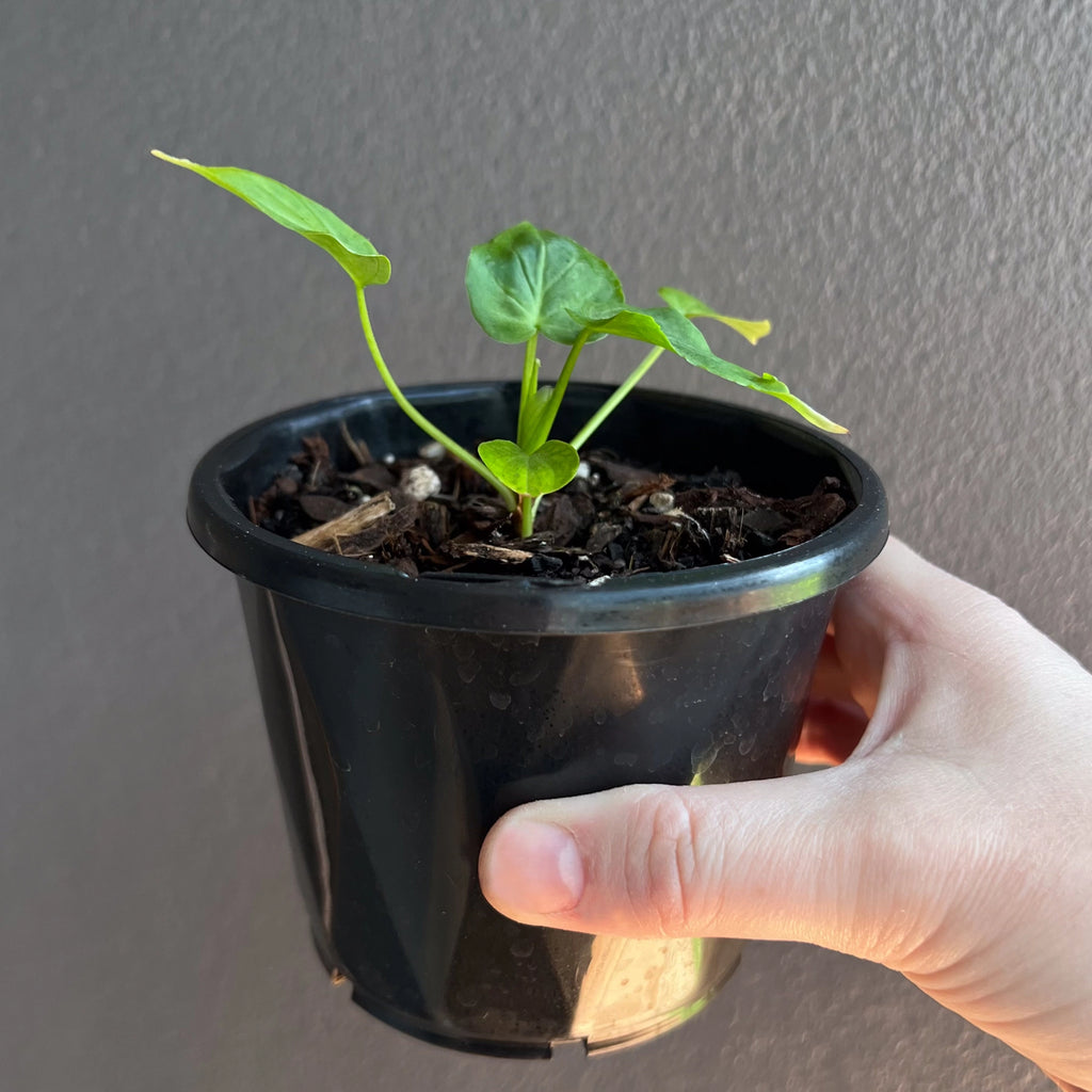 Philodendron verrucosum photographed indoors highlighting natural sheen and deep green texture.
