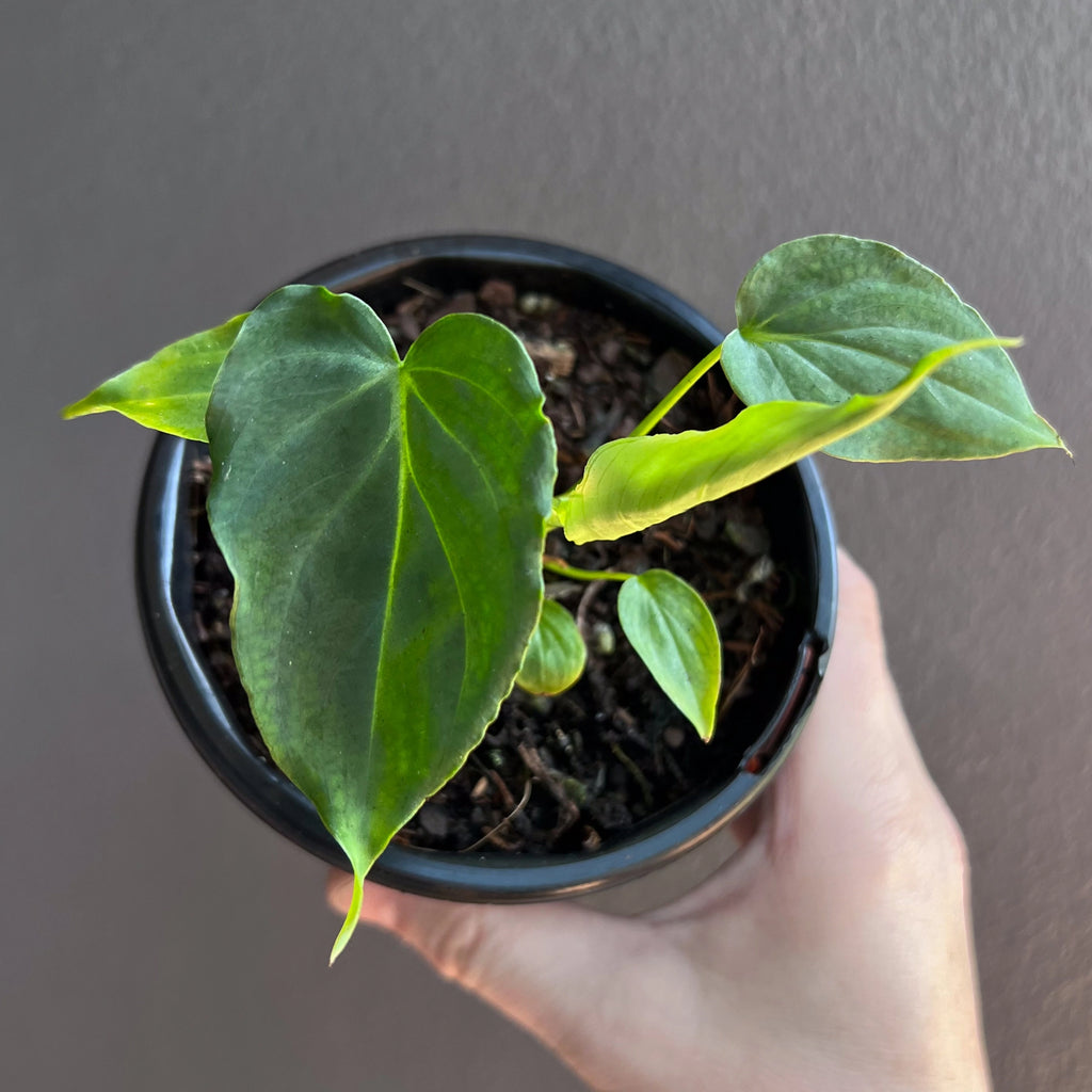 Philodendron verrucosum in a nursery pot showing velvety green leaves with deep ribbed venation.