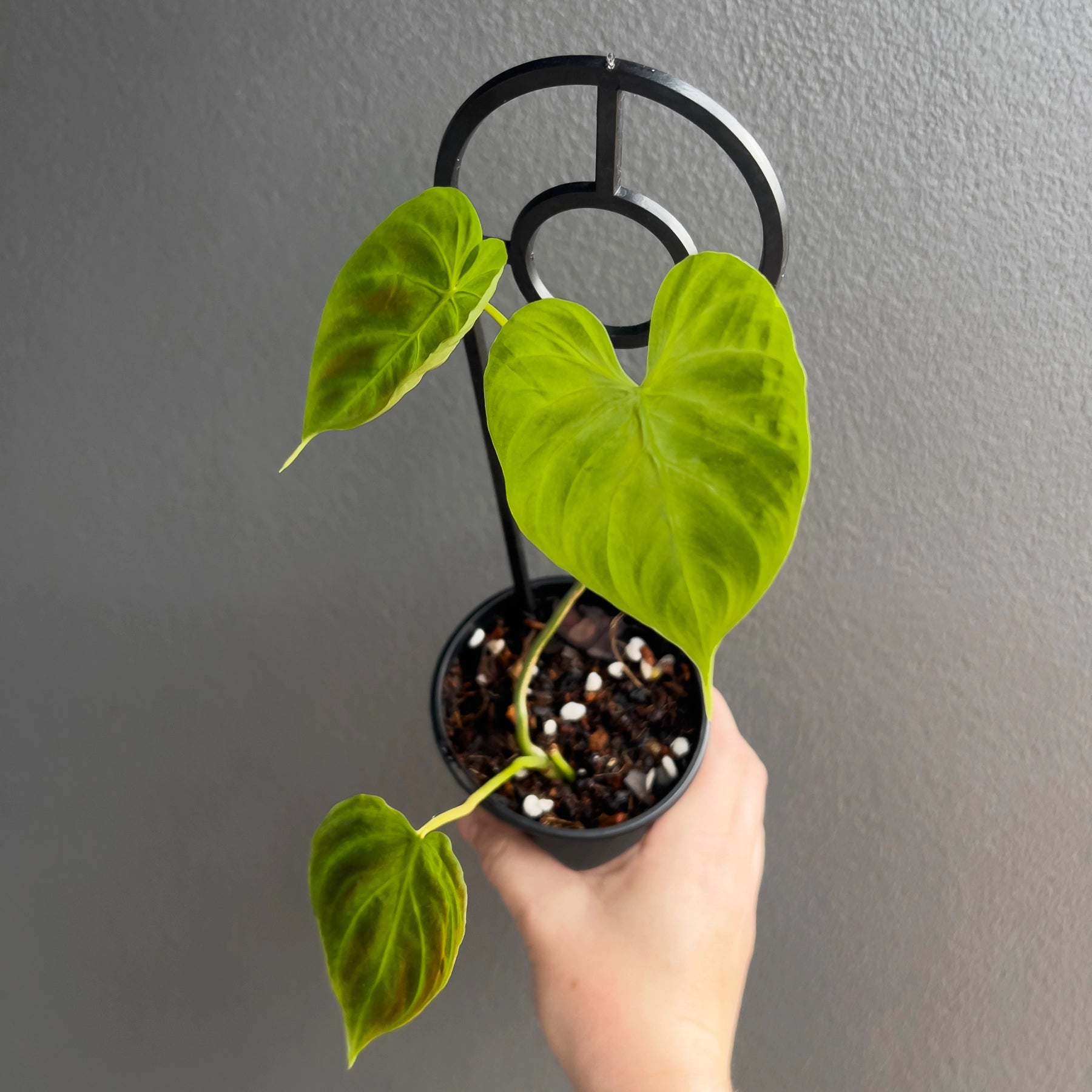 philodendron verrucosum australia Buy Philodendron Verrucosum