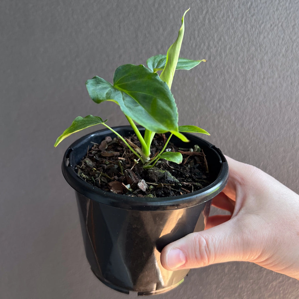 Philodendron verrucosum cluster of leaves showing varied stages of growth from juvenile to mature.
