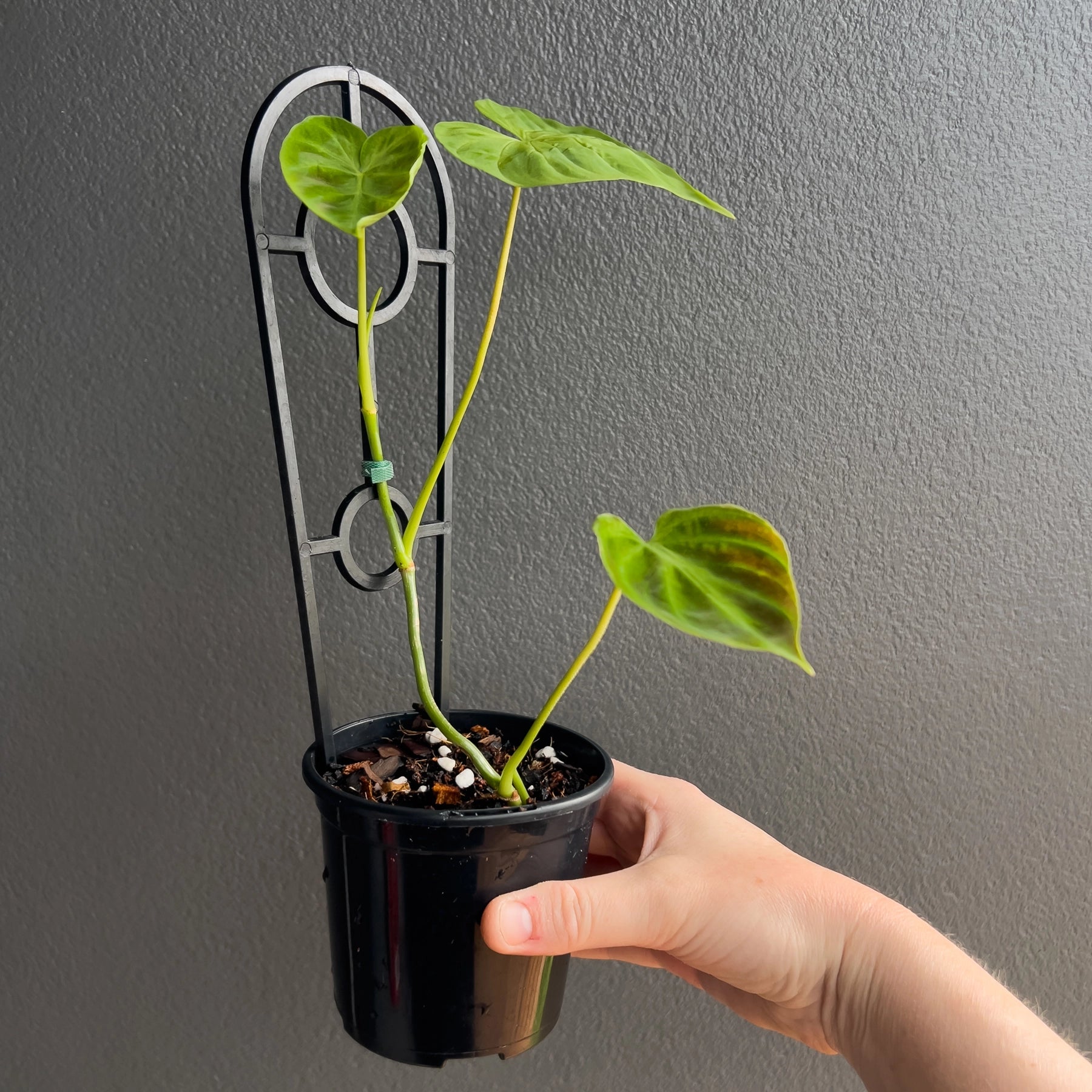 philodendron verrucosum for sale australia Buy Philodendron Verrucosum