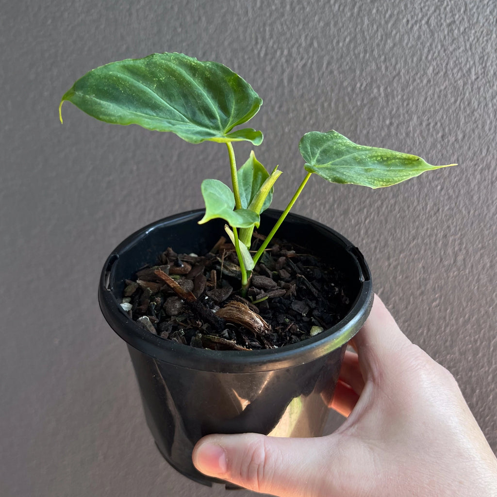 Philodendron verrucosum close up of leaf surface showing the soft matte finish and raised venation.