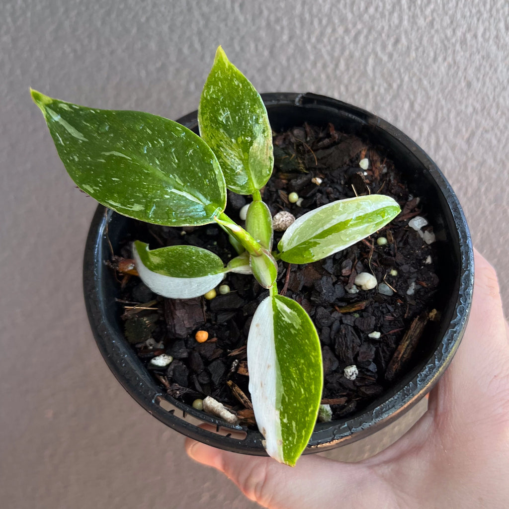 Philodendron White Princess in a nursery pot showing broad green leaves with clean white variegation.