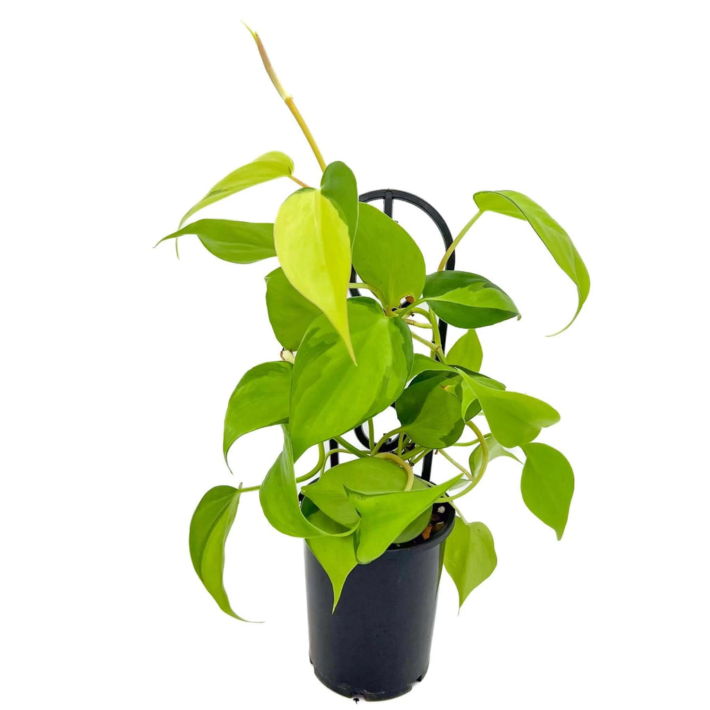 Philodendron hederaceum 'Brasil' | Indoor Plant | Chalet Boutique - Australia