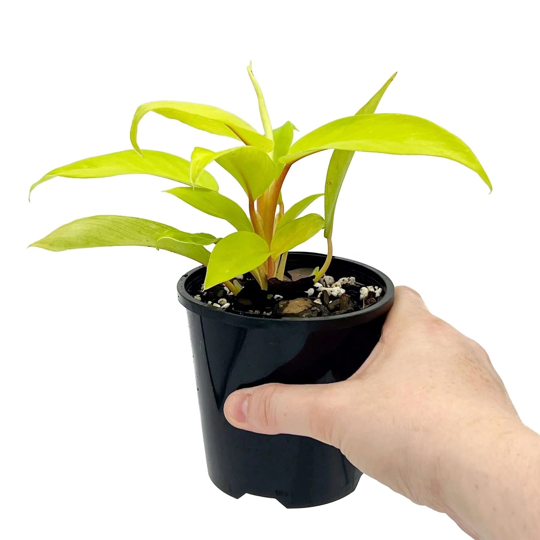 philodendron ceylon golden - plant Philodendron Ceylon Gold