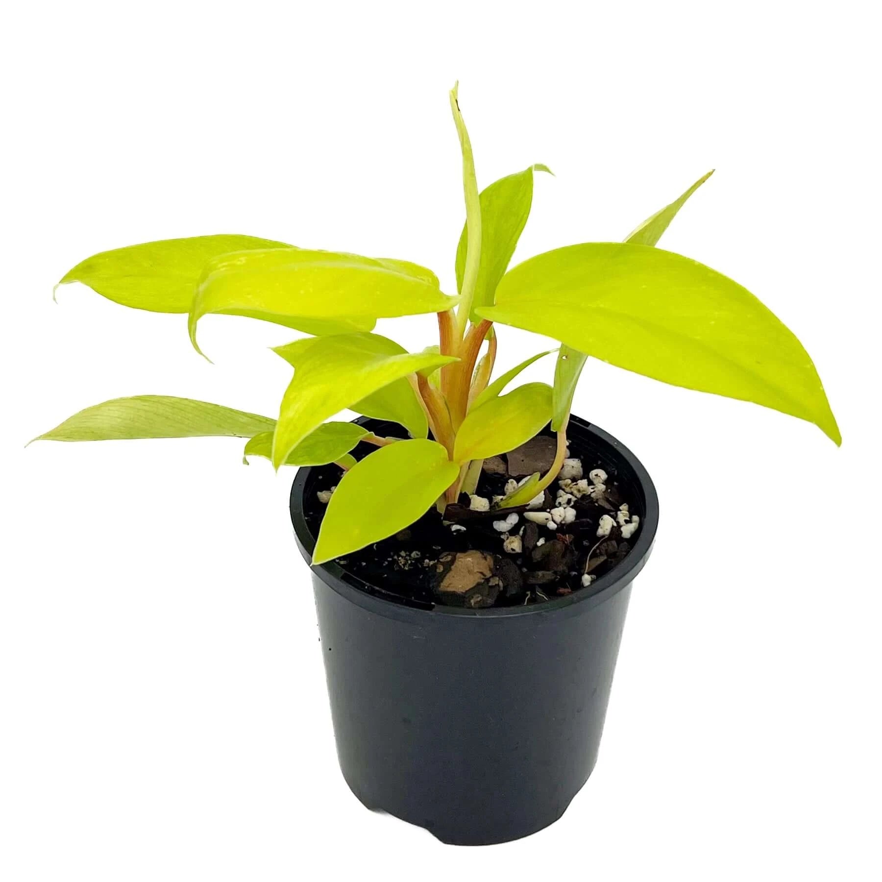 Philodendron Ceylon Gold