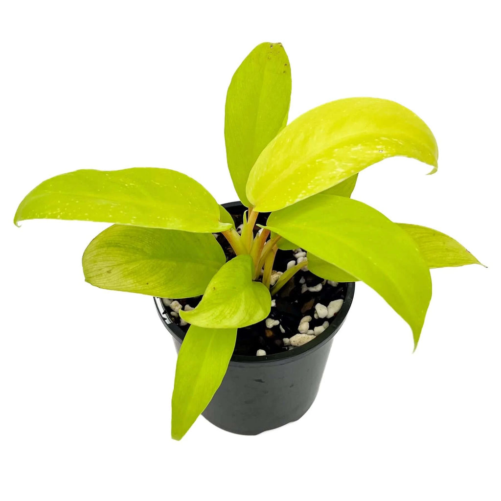 Philodendron Ceylon Gold | Indoor Plant | Chalet Boutique - Australia