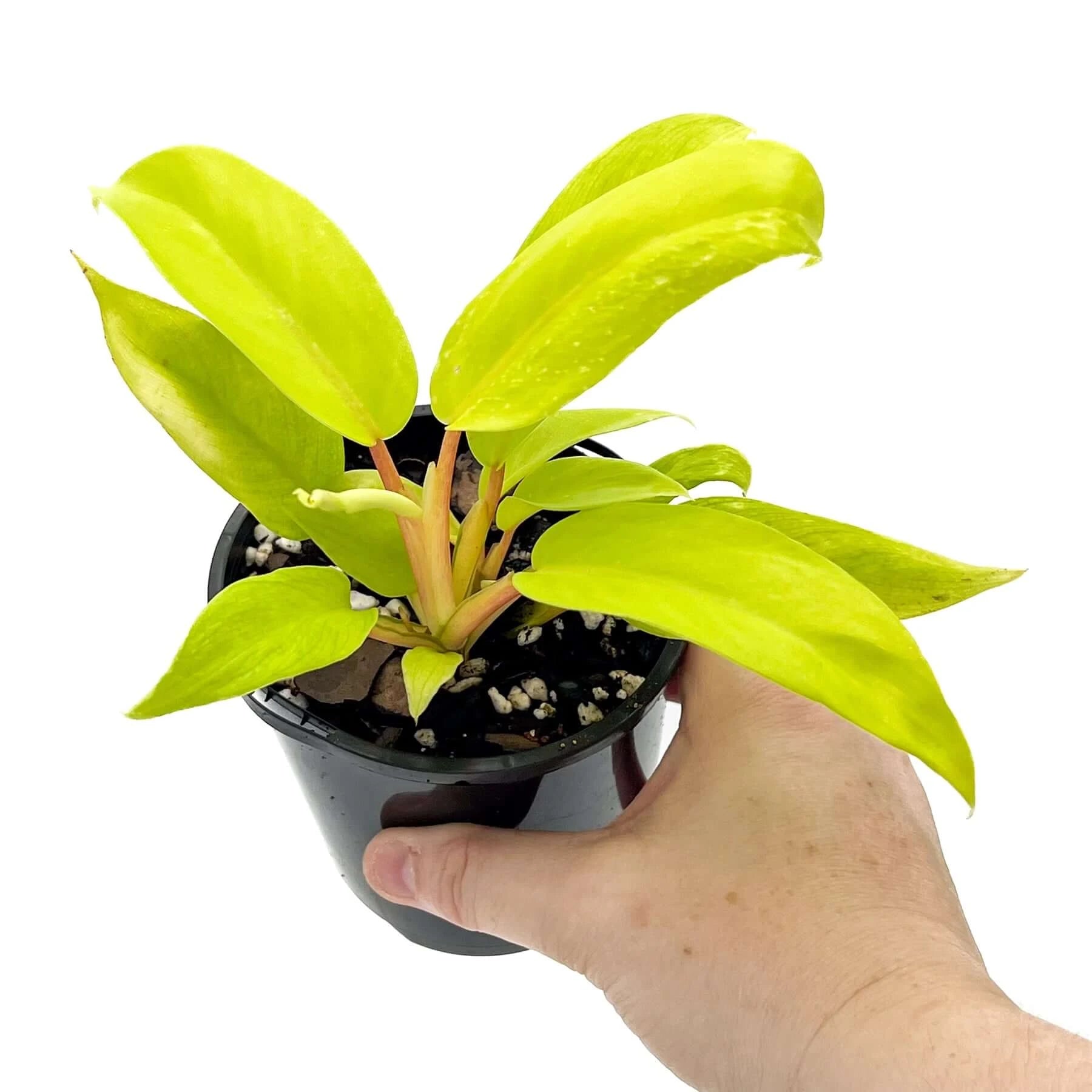 philodendron ceylon gold vs lemon lime Philodendron Ceylon Gold
